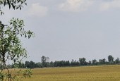 CHÍNH CHỦ Cần Bán Nhanh Lô Đất Ruộng Lúa Vị Trí Đẹp Tại Tri Tôn, An Giang