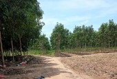 Bán tổng diện tích 18 mẫu đất vườn 
Tại xã đôn thuận - Trảng Bàng Tây Ninh