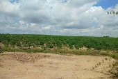 Cần bán gấp đất tổng diện tích 1,6 mẫu đất  tại huyện La Pa, tỉnh Gia Lai