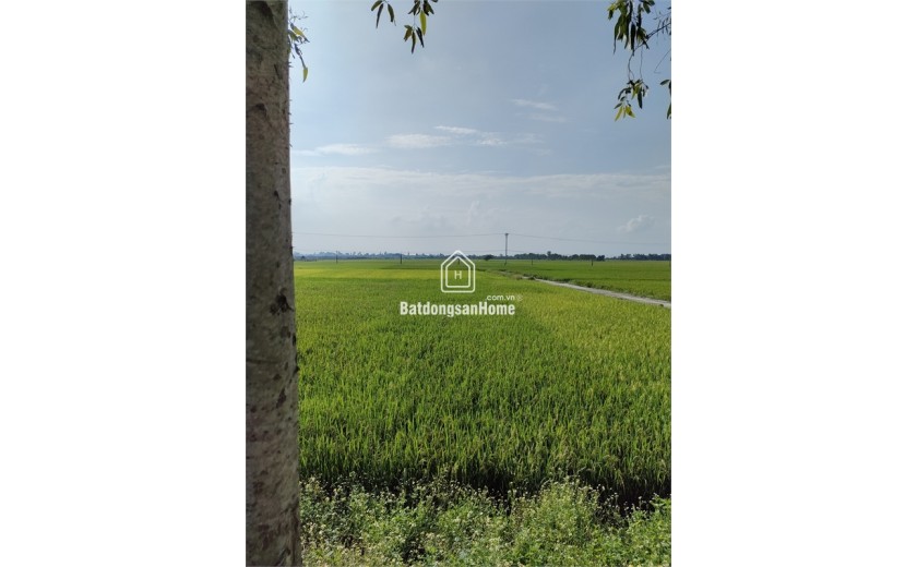 Bán 15ha đất kho nhà xưởng 50 năm tại Huyện Cẩm Giàng, Tỉnh Hải Dương