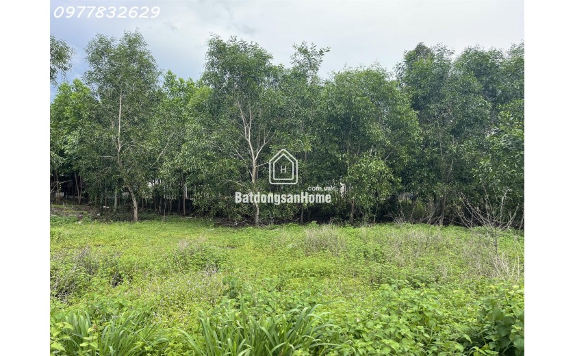 Bán đát ONT Hẻm Nguyễn Chí Thanh - Tân Bình - TX LaGi giá rẻ nhất chỉ 790 triệu