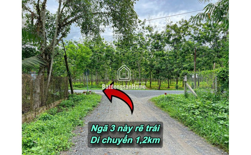 Thạnh Đức-Gò Dầu 1.5ha sẵn 2480m2 thổ cư đất kế kênh mát mẻ đường oto tới đất giá chỉ 6.5ty