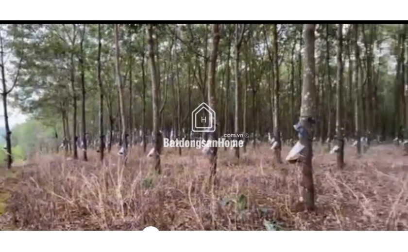 Cần Bán 02 Lô Đất Đỏ Bazan Chính Chủ Tại Ia Bòong, Huyện Chư Prông, Gia Lai