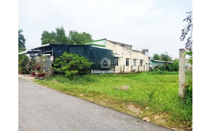 Bán đất thổ cư 784m² (11.5m x 64m), Nguyễn Thị Ngoạn, Trung Lập Thượng, Củ Chi, hướng Tây Bắc, 3.6 tỷ