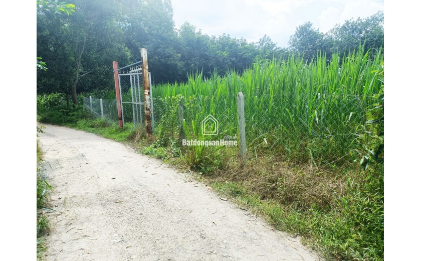 Bán đất đường Đỗ Thị Có - 1187m2 - 20x56 nở hậu 23m - xã An Phú - Củ Chi