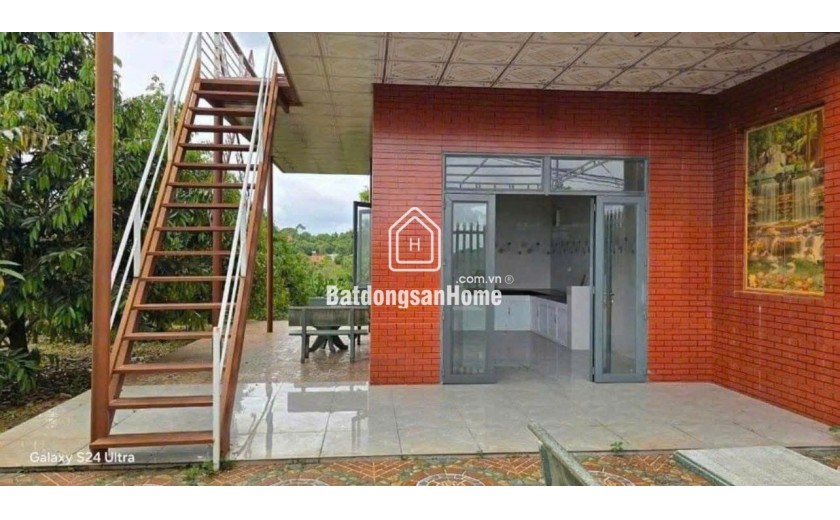 s SANG MỸ ĐỊNH CƯ KHÔNG AI CHĂM VƯỜN SẦU RIÊNG NÊN CẦN NHƯỢNG LẠI
