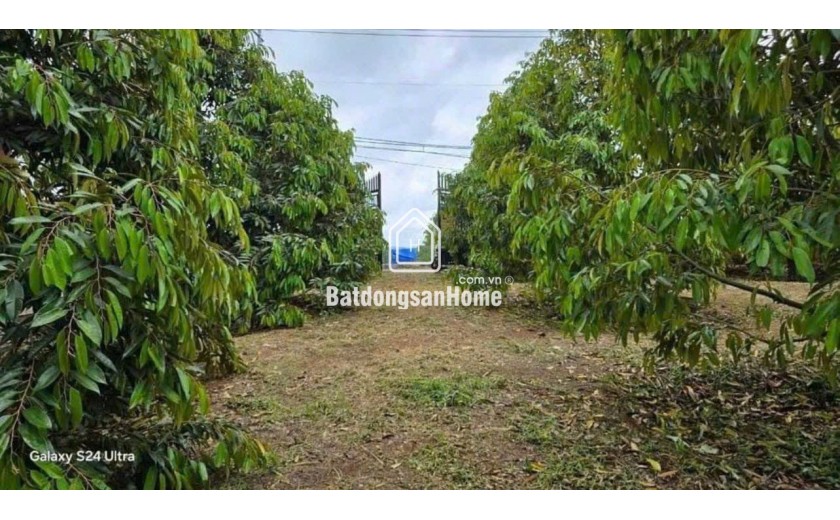 SANG MỸ ĐỊNH CƯ NÊN CẦN BÁN GẤP VƯỜN SẦU RIÊNG 300 CÂY. VƯỜN NHÀ TÂM HUYẾT NÊN CÂY ĐỀU NHƯ NHAU