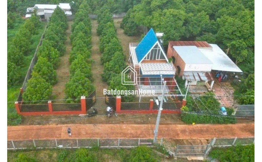 s SANG MỸ ĐỊNH CƯ KHÔNG AI CHĂM VƯỜN SẦU RIÊNG NÊN CẦN NHƯỢNG LẠI