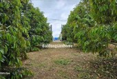 SANG MỸ ĐỊNH CỰ KHÔNG CÓ AI CHĂM NÊN CẦN BÁN VƯỜN SẦU RIÊNG 300 CÂY