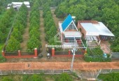 C CẦN TIỀN TRẢ NGÂN HÀNG NÊN CẦN BÁN GẤP VƯỜN CÓ RẤT NHIỀU CÂY ĂN TRÁI VÀ 300 CÂY SẦU RIÊNG