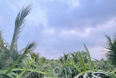 Bán đất vườn 4.400m² tại Chợ Gạo, Tiền Giang – Giá tốt đầu tư!