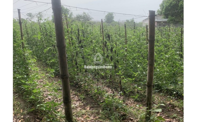 Đất 22.000m2 giá rẻ 6.5tỷ , SHR không QH - QL20 - Đồng Nai