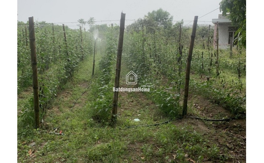 Đất 22.000m2 giá rẻ 6.5tỷ , SHR không QH - QL20 - Đồng Nai