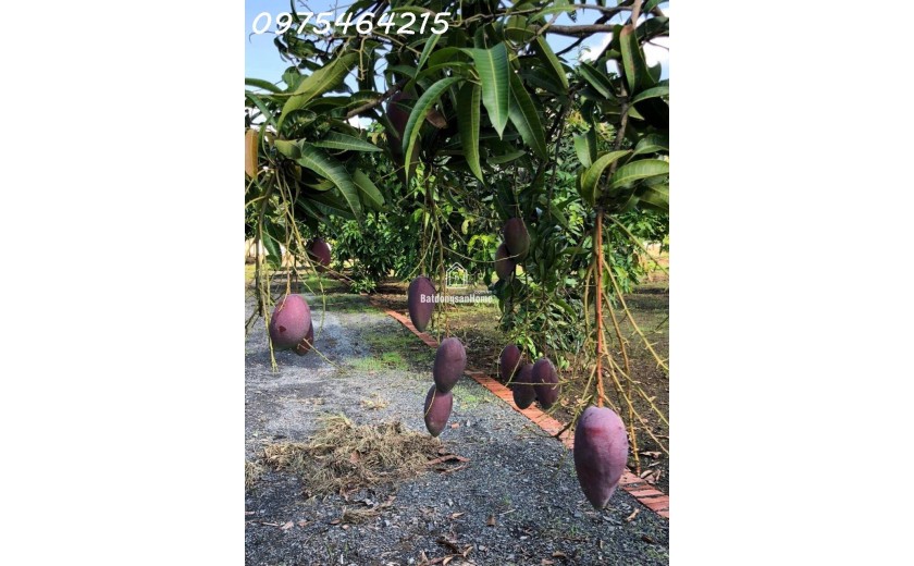 SIÊU PHẨM ĐẤT VƯỜN LONG THUẬN – LONG PHƯỚC, THỦ ĐỨC