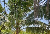 SIÊU PHẨM ĐẤT VƯỜN LONG THUẬN – LONG PHƯỚC, THỦ ĐỨC