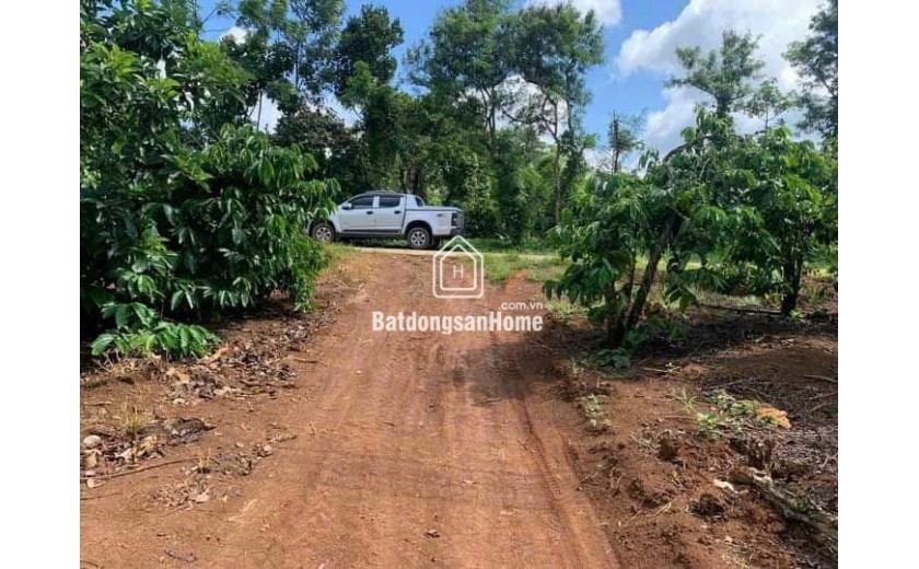 Bán 3.000m2 cạnh đường 29 thị xã Buôn Hồ. Giá; 900tr. Lh 0918.76.9977