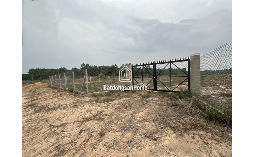 Bán 23.000m2 đất 3 mặt tiền đường đất xã Minh hòa, Dầu tiếng, Bình Dương