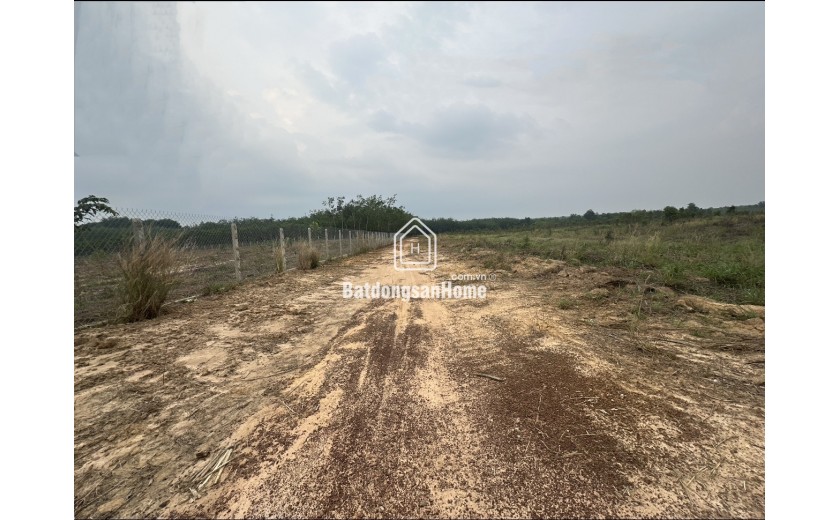 Bán 23.000m2 đất 3 mặt tiền đường đất xã Minh hòa, Dầu tiếng, Bình Dương
