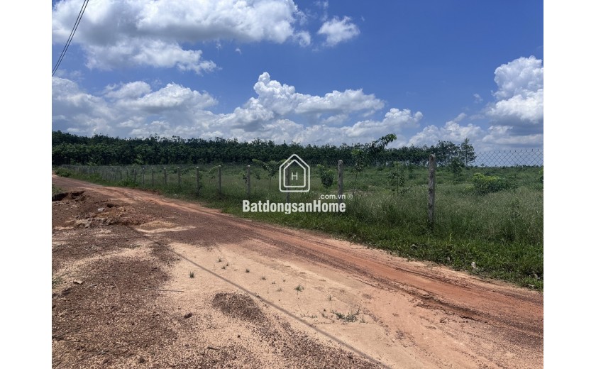 Bán 23.000m2 đất 3 mặt tiền đường đất xã Minh hòa, Dầu tiếng, Bình Dương