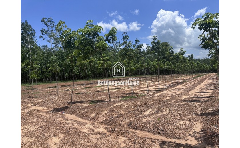 Bán 23.000m2 đất 3 mặt tiền đường đất xã Minh hòa, Dầu tiếng, Bình Dương
