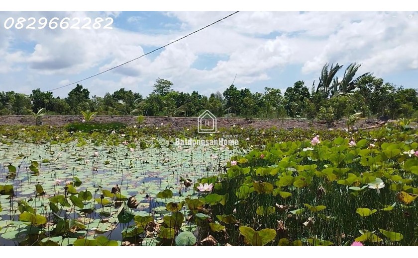 Bán Đất Vườn Cây Ăn Trái, Hòa Long, Đồng Tháp DT 44000m2, Giá 22 Tỷ, Sổ Hồng Chính Chủ.