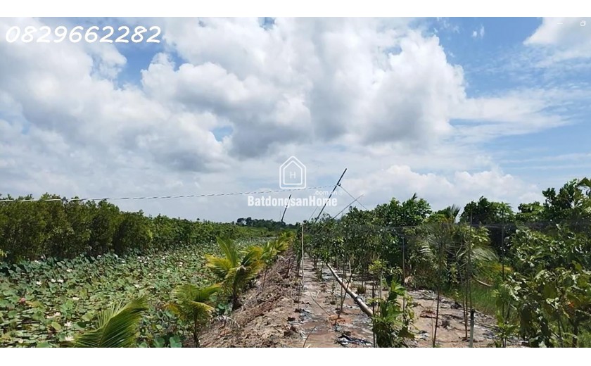 Bán Đất Vườn Cây Ăn Trái, Hòa Long, Đồng Tháp DT 44000m2, Giá 22 Tỷ, Sổ Hồng Chính Chủ.
