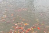 Tôi cần Bán Đất Bắc Sơn Trảng Bom Có ThểKinh Doanh Gần KCN Sông Mây