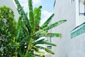 Bán đất thổ cư Đường Long Thuận, Phường Long Phước, TP HCM, DT 59m2, 4 x14.7m, SHR, 3.35 tỷ.