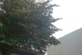 BÁN NHÀ + 3 PHÒNG TRỌ – HẺM Ô TÔ VÕ THỊ SÁU, NGAY BÊN HÔNG SIÊU THỊ GO! DĨ AN