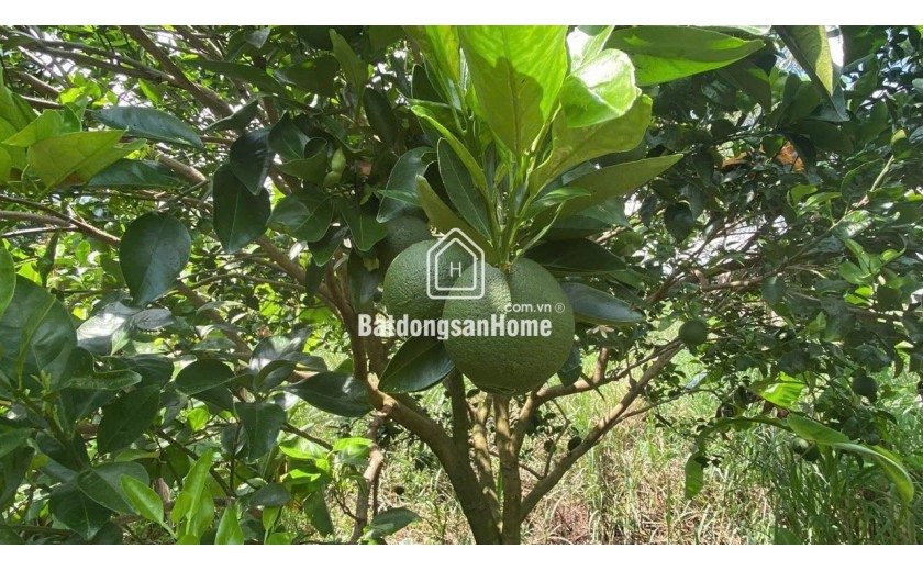 Bán xưởng SKC + đất 23000m2 huyện Thống Nhất, tỉnh Đồng Nai 28 tỷ