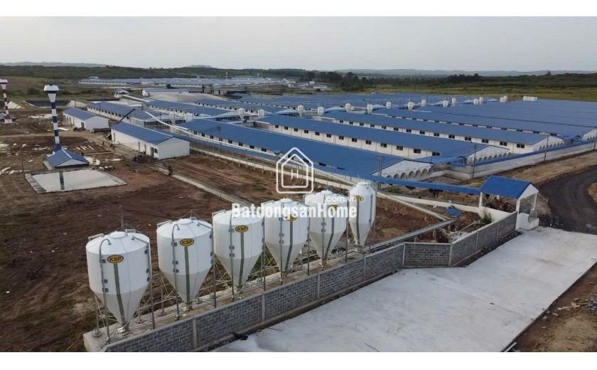 Bán Trang trại heo 26 Ha -Chư Prông, Gia Lai. Quy mô 18.000 heo thịt, Đang cho thuê 1.1 tỷ/tháng